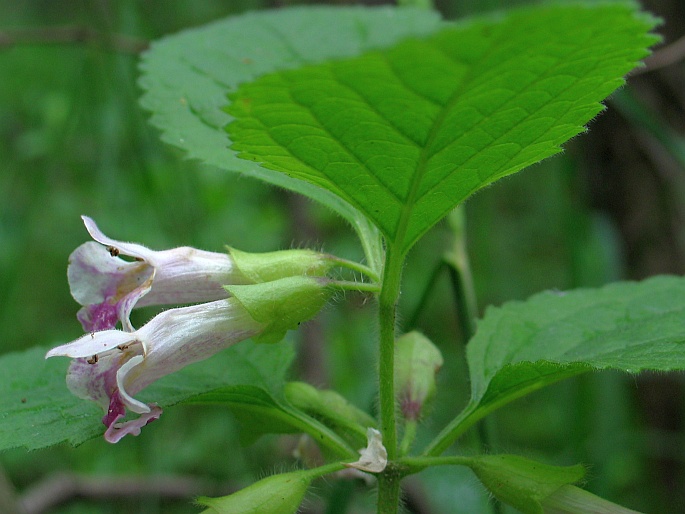 Melittis melissophyllum