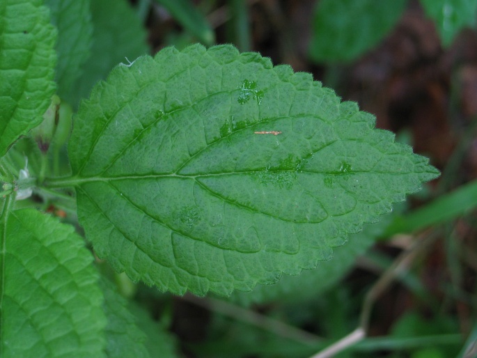 Melittis melissophyllum