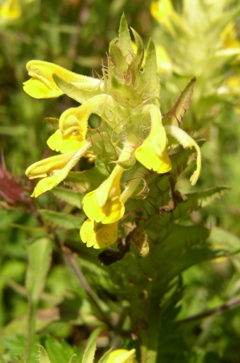 Melampyrum barbatum