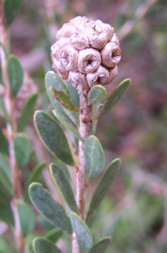 Melaleuca nesophila