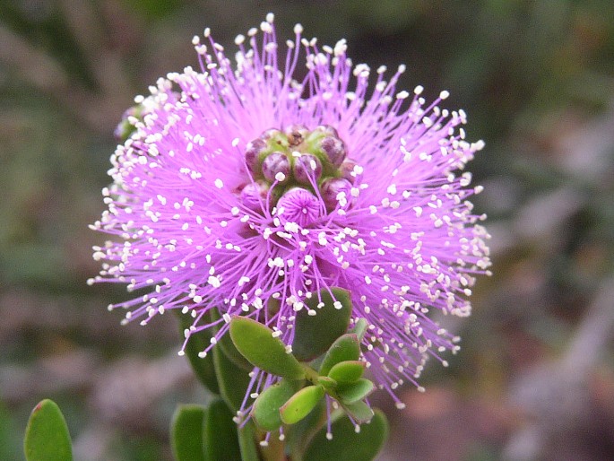 Melaleuca nesophila