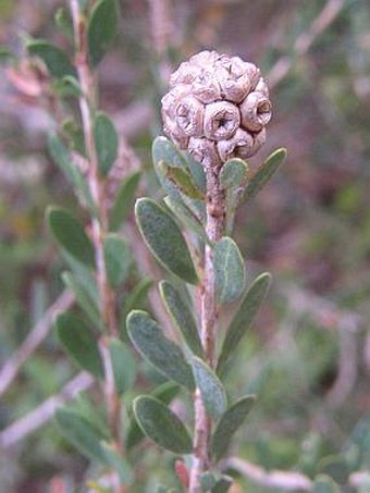 Melaleuca nesophila