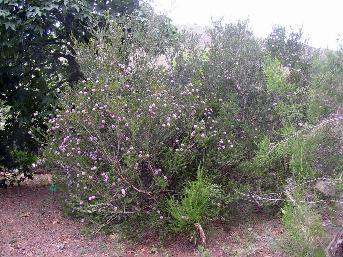 Melaleuca nesophila