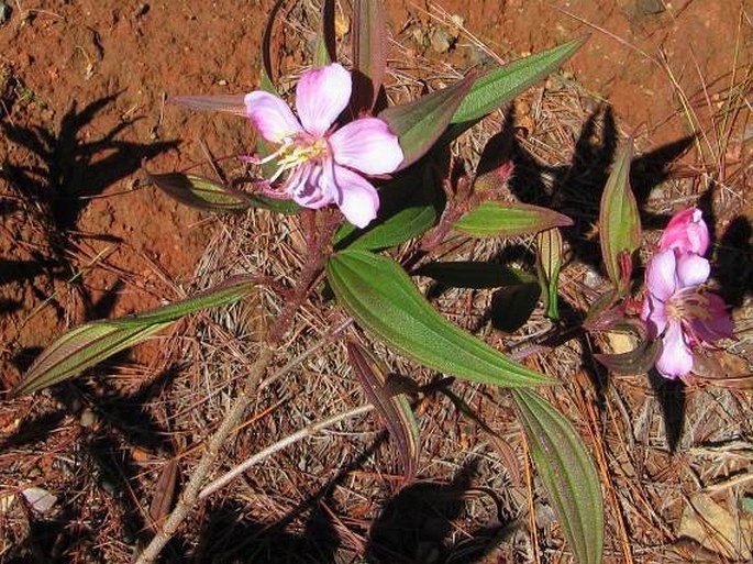 Melastoma malabathricum