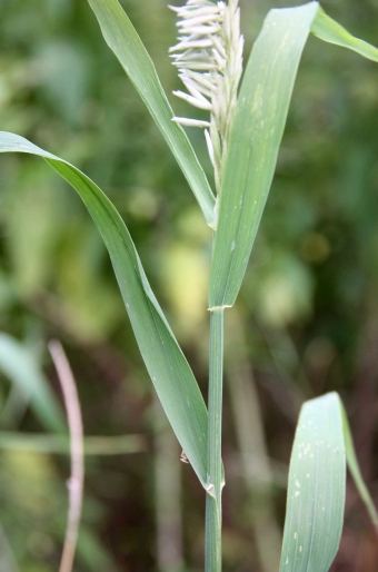 Melica altissima