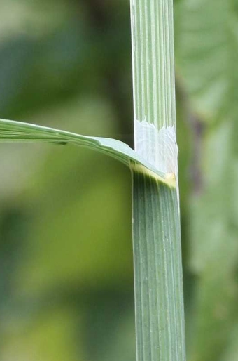 Melica altissima