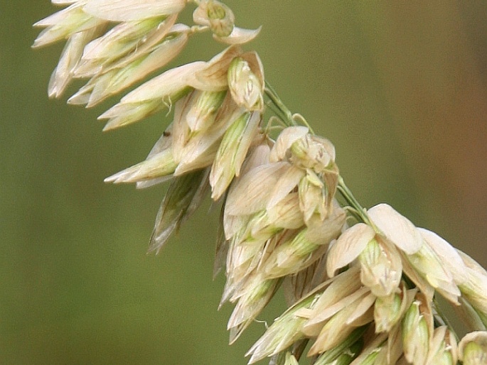 MELICA ALTISSIMA L. – strdivka vysoká / mednička najvyššia