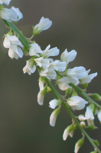 Melilotus albus