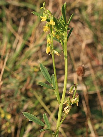 Melilotus dentatus