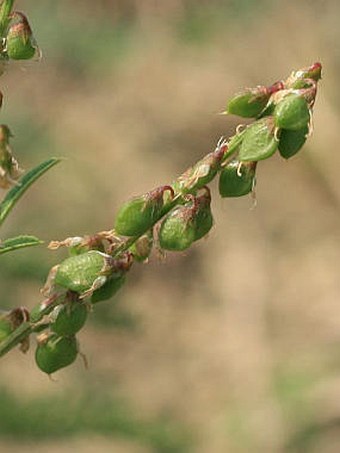 Melilotus dentatus