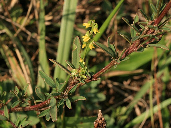 Melilotus dentatus