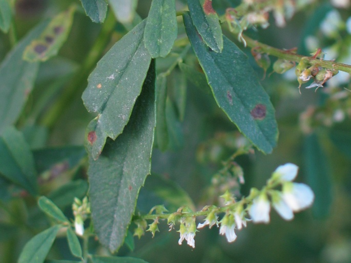 Melilotus albus