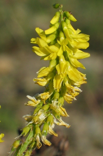 Melilotus officinalis