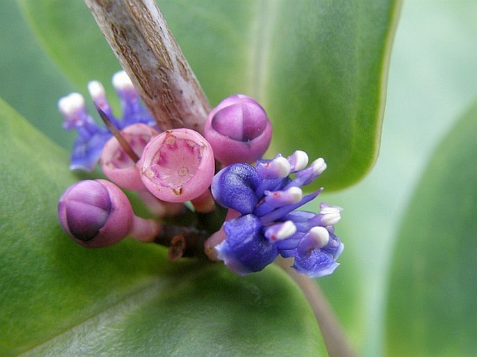 Memecylon caeruleum