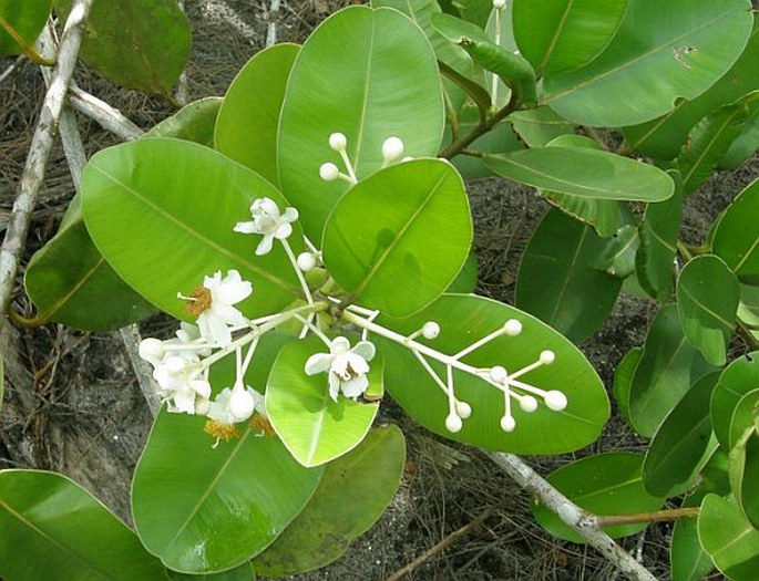 Calophyllum inophyllum