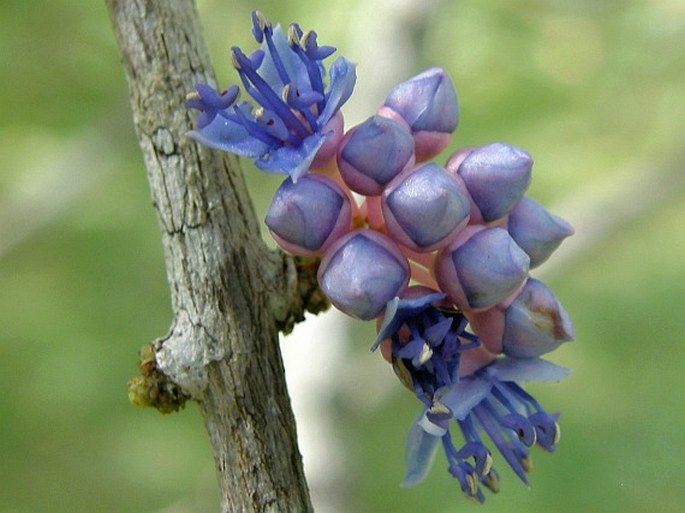 MEMECYLON UMBELLATUM Burm. f.