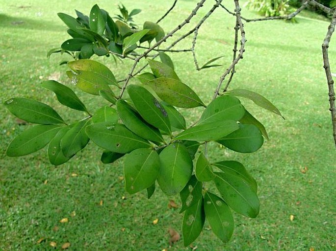 Memecylon umbellatum