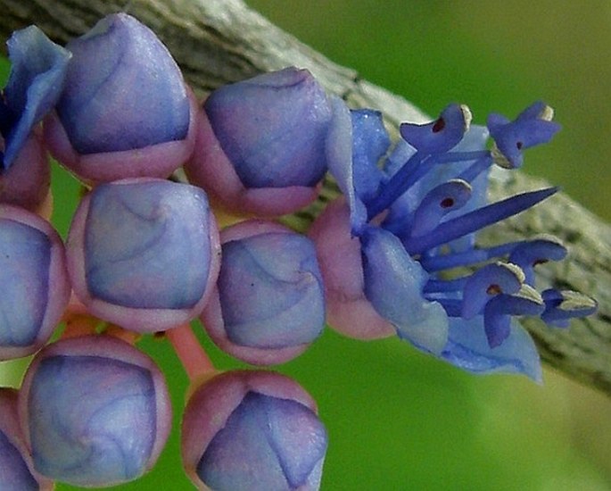 Memecylon umbellatum