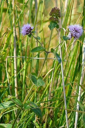 Mentha aquatica