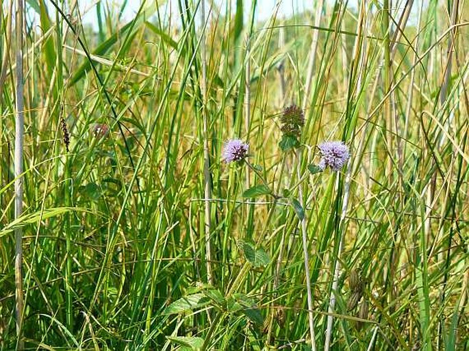 Mentha aquatica