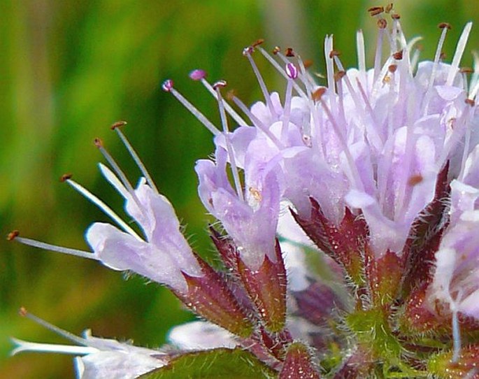 Mentha aquatica