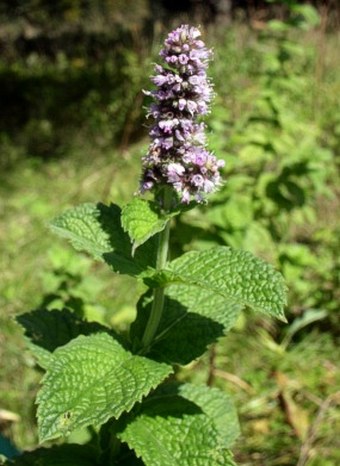 Mentha x rotundifolia