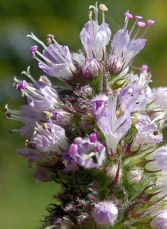 Mentha x rotundifolia