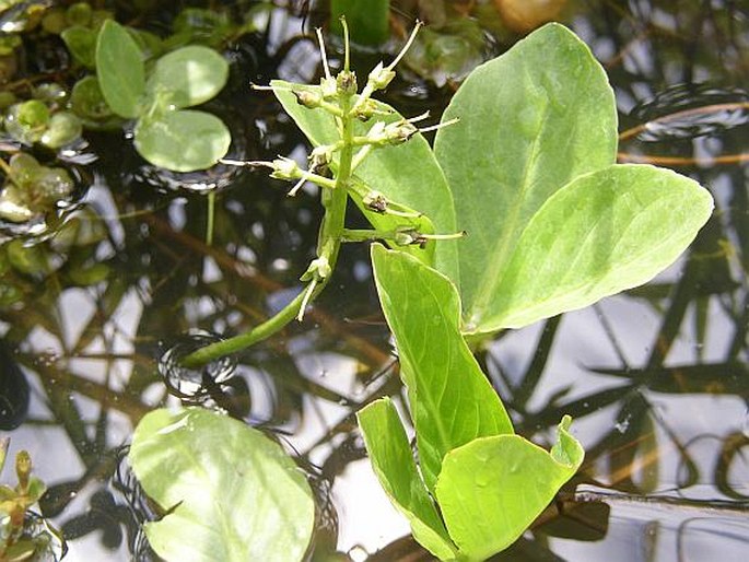 Menyanthes trifoliata