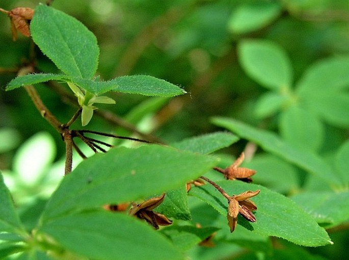 Menziesia ferruginea