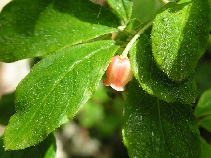 Menziesia ferruginea