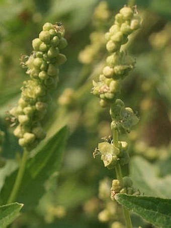 Mercurialis annua