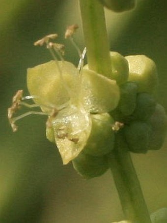 Mercurialis annua