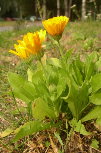 Calendula officinalis