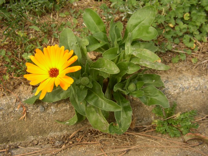 Calendula officinalis