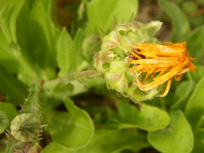 Calendula officinalis