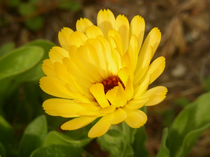 Calendula officinalis