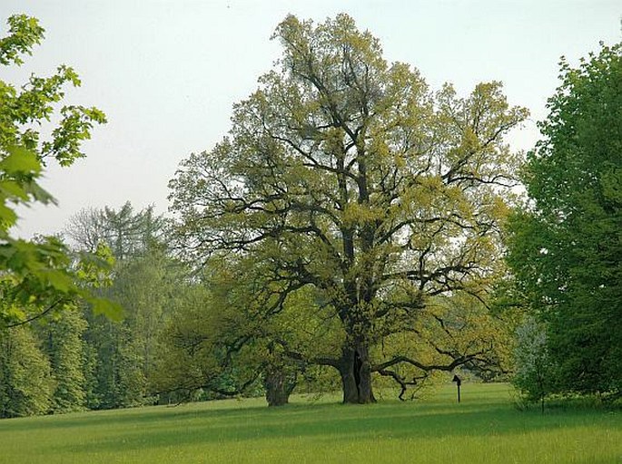 Heřmanův Městec