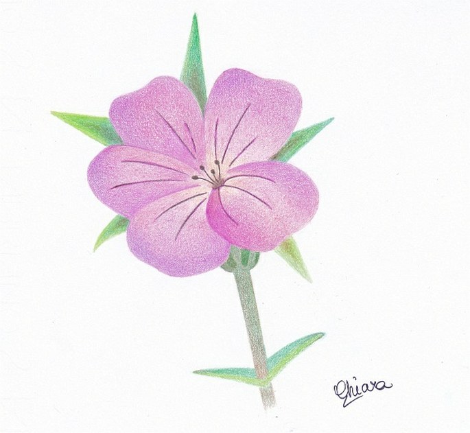 Soutěž Nejlepší botanická ilustrace roku 2012 - Chiara Michelotto