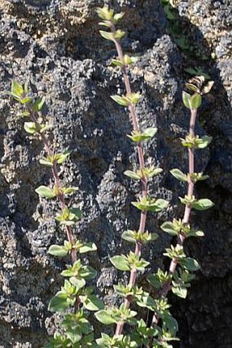 Micromeria forbesii