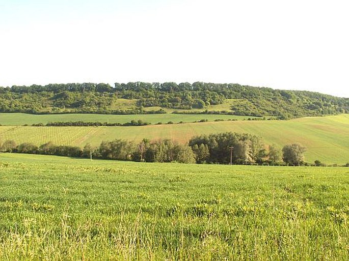 Džbán, Milská stráň - přírodní památka