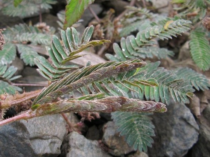 Mimosa pudica