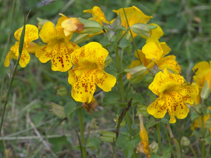 Mimulus guttatus