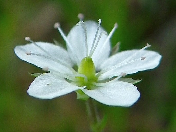 Minuartia corcontica