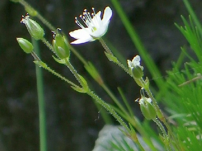 Minuartia corcontica