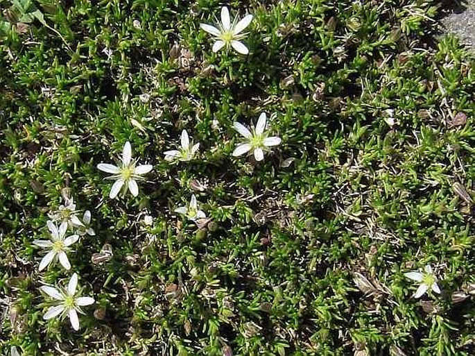 Minuartia filifolia