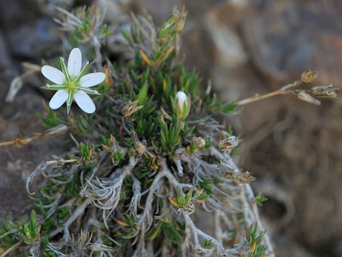 Minuartia filifolia