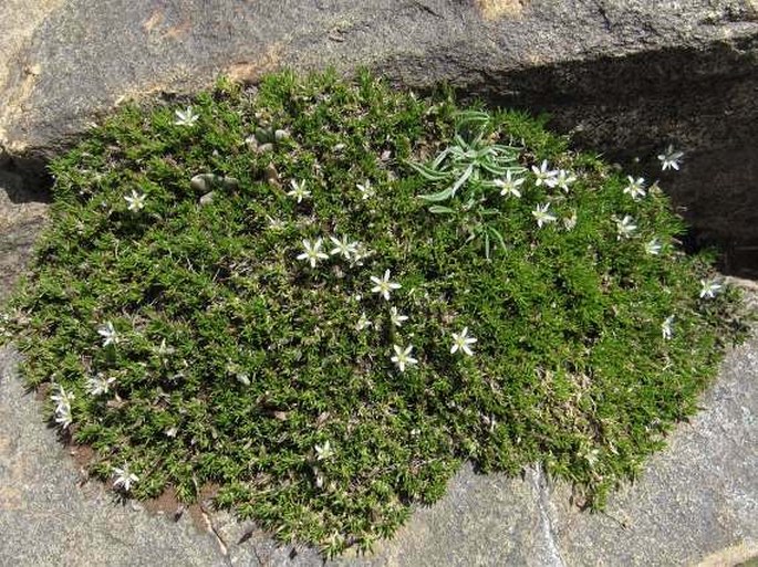 Minuartia filifolia