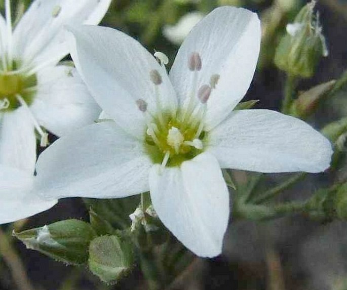 Minuartia hirsuta subsp. frutescens