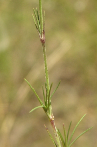 Minuartia glaucina