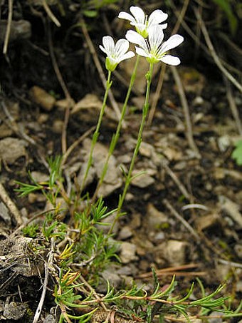 Minuartia langii